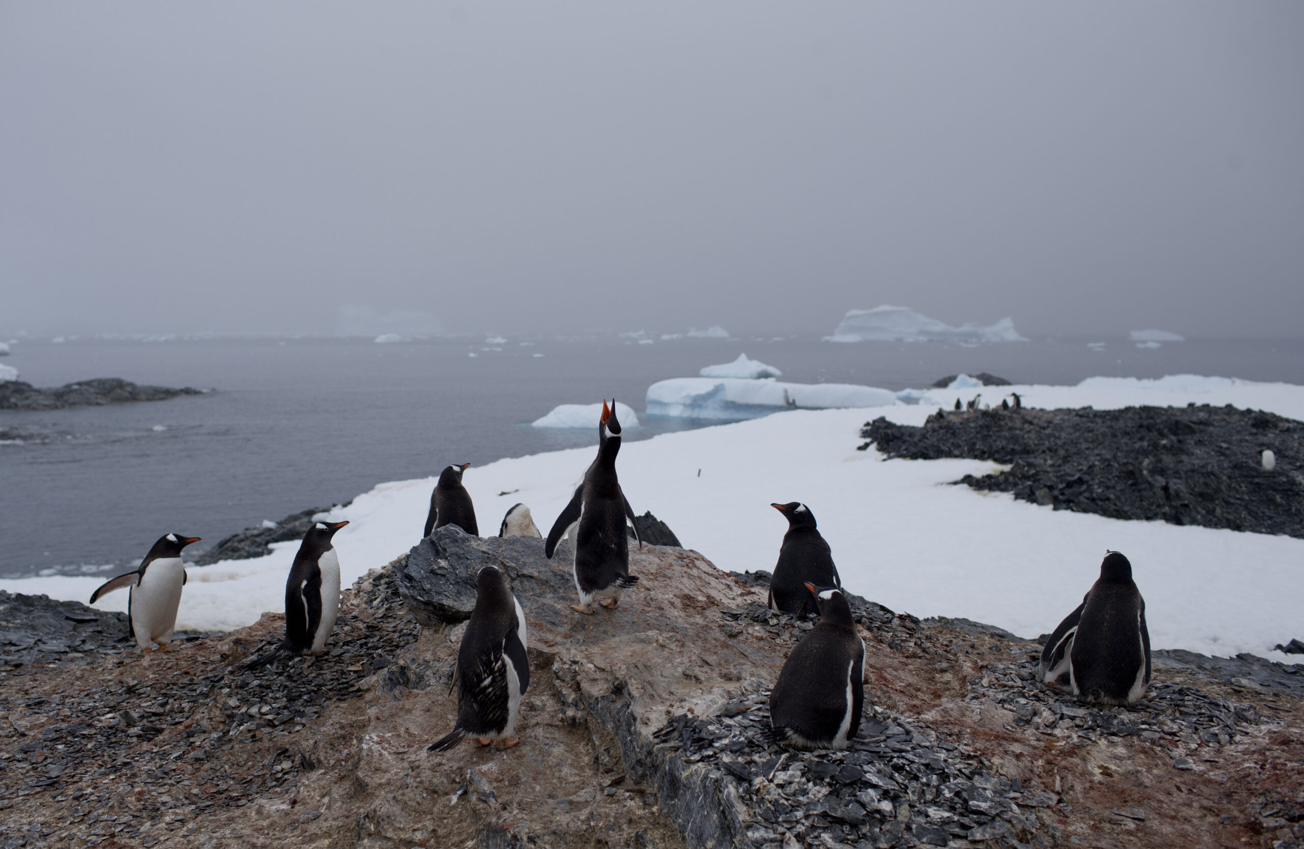 Antarctica’s ‘Penguin Post Office’ is hiring WABE