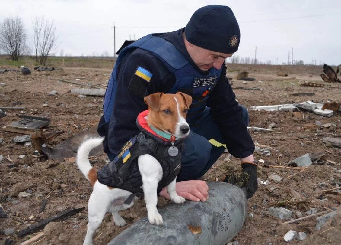 patron ukraine bomb sniffing dog