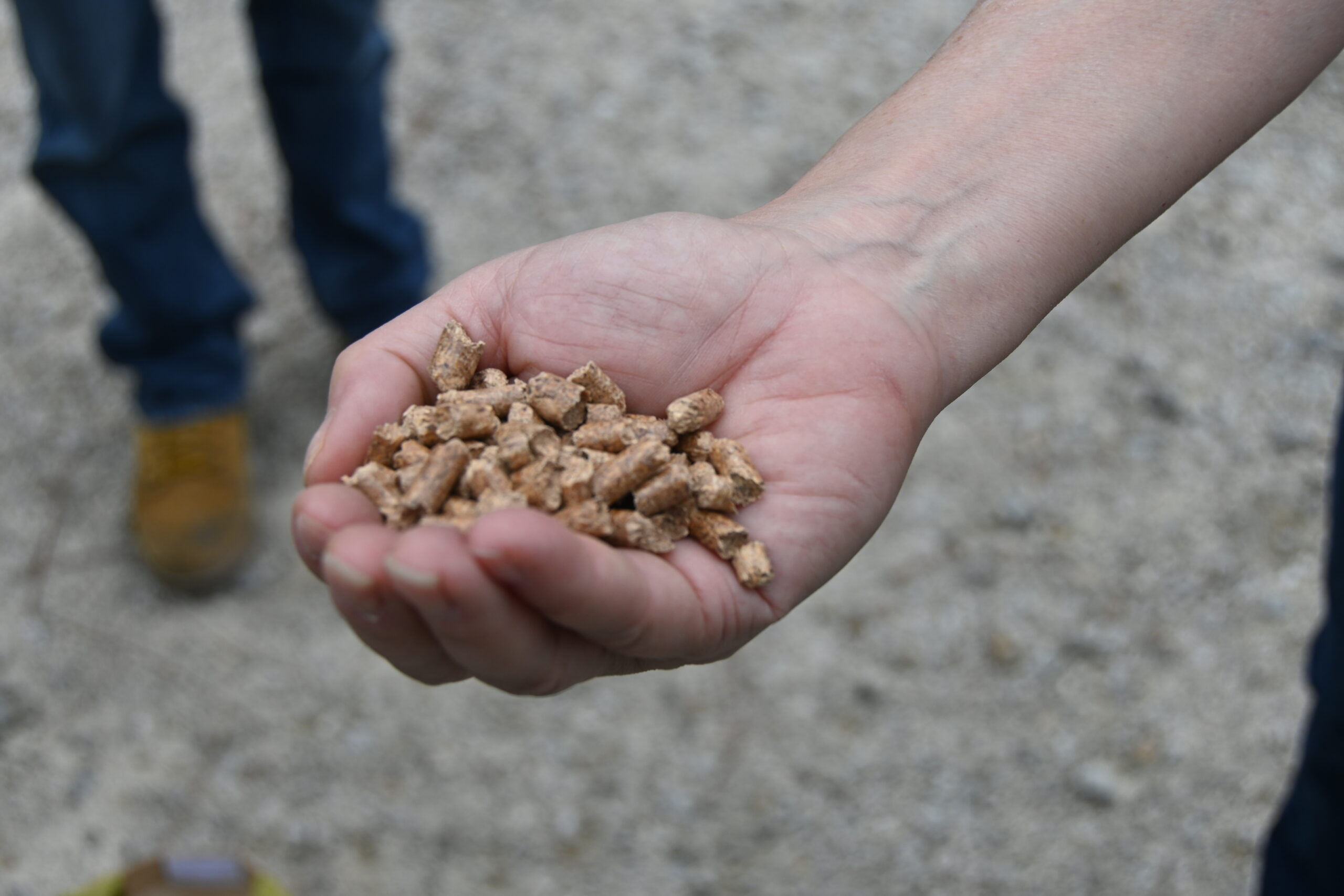 How possible changes to European energy policy would affect Georgia business — and trees – WABE