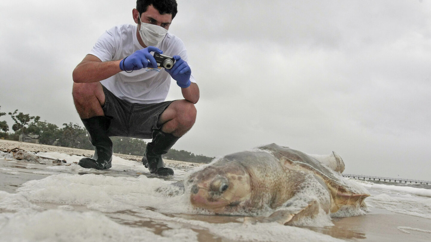 1st sea turtle nest found on Mississippi beach since 2018 WABE(02)