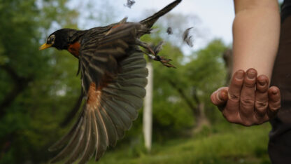 Why it's perfectly normal to see baby puffins thrown off cliffs in