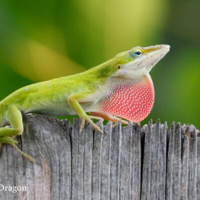 Green Anole