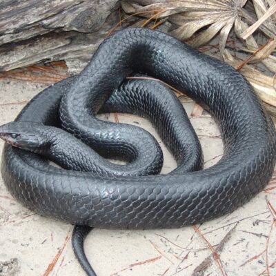 Eastern Indigo Snake