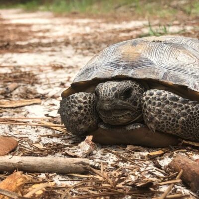 Gopher Tortoise