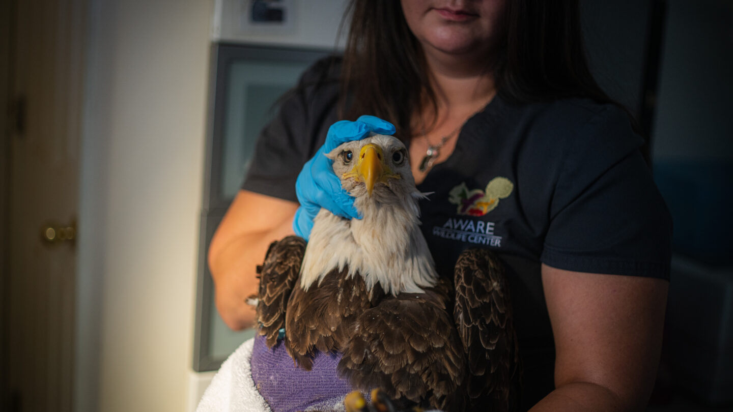 A bald eagle being treated at AWARE
