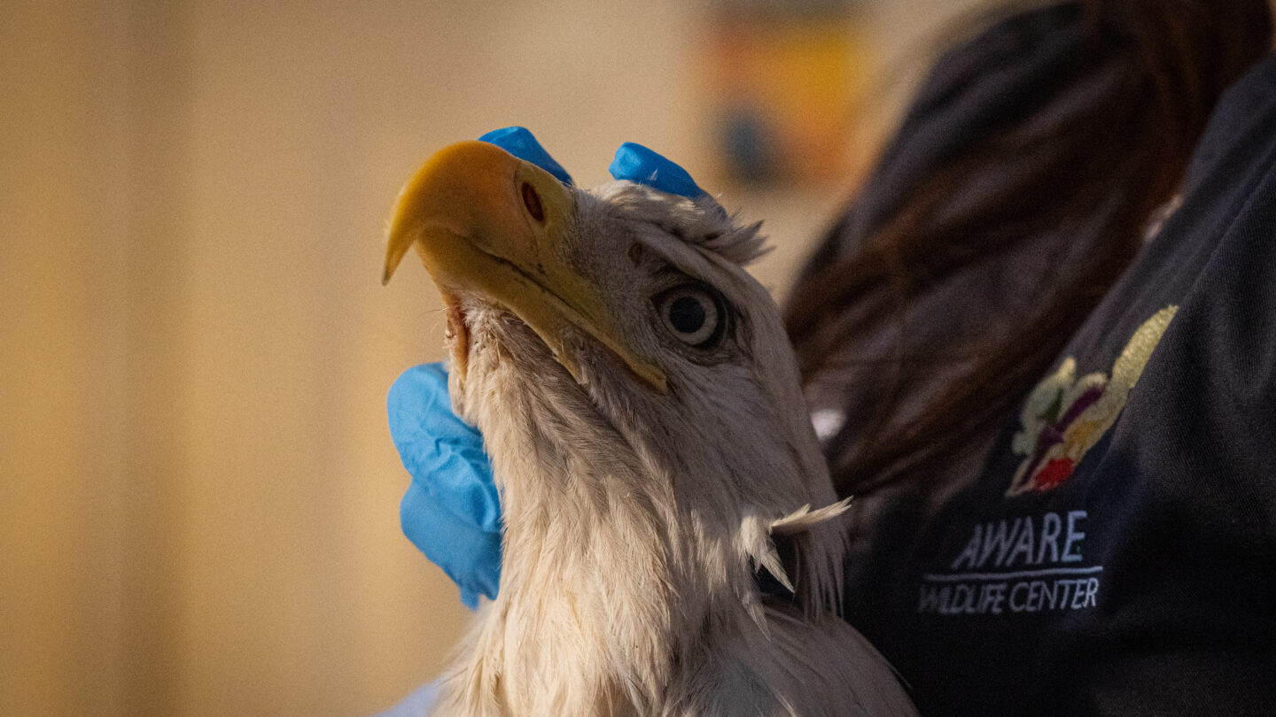 An injured bald eagle is held still as he's examined.