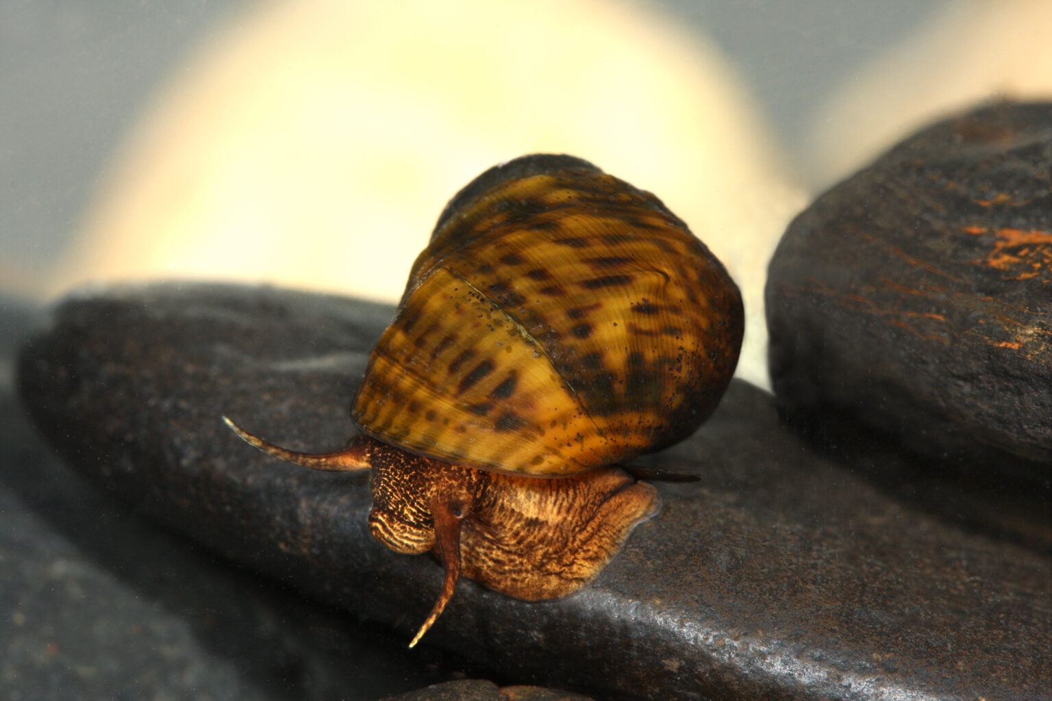 Rare snail slowly crawls back from near extinction along northwest