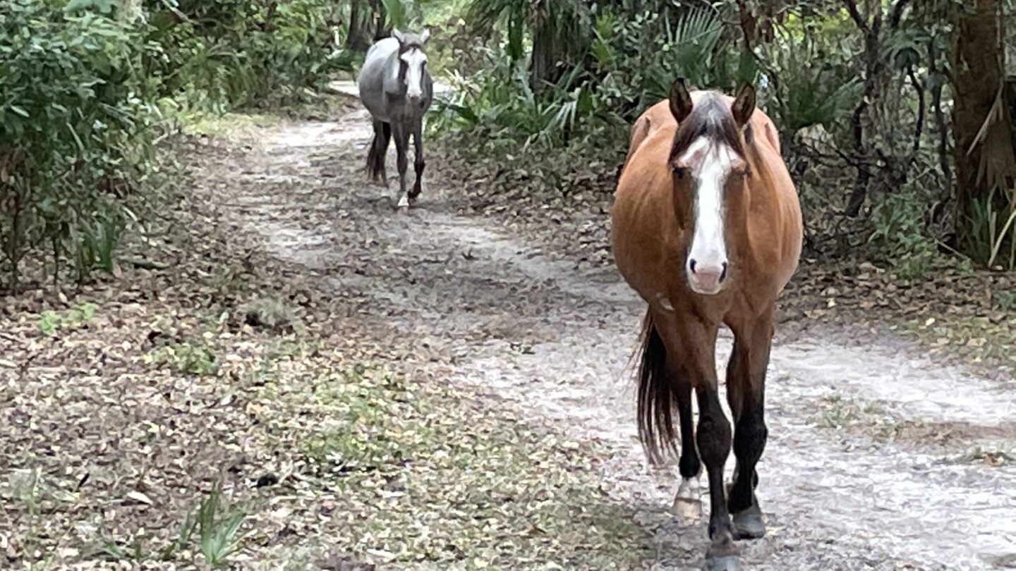 The trouble with horses on Cumberland Island – WABE