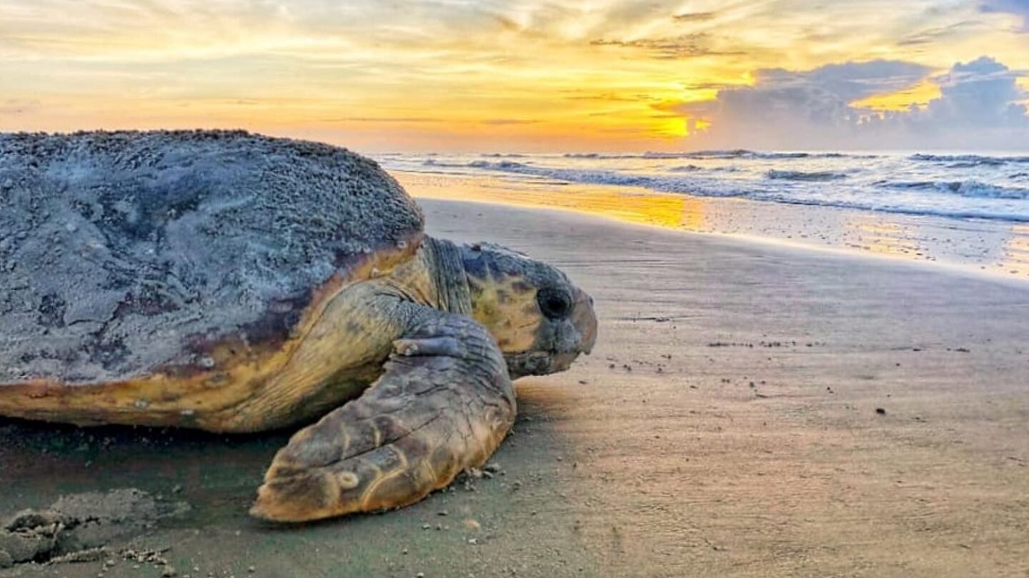 Georgia sea turtle nesting season begins, marking 60 years of conservation efforts – WABE
