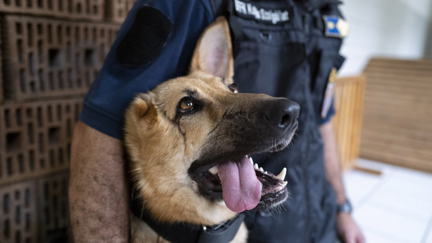 German shepherd wounded in Ukraine gets new start as Hungarian police ...