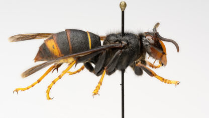 A yellow-legged hornet pinned and photographed at a profile angle. It has a fuzzy back of its head and thorax with a mostly black abdomen and yellow legs.
