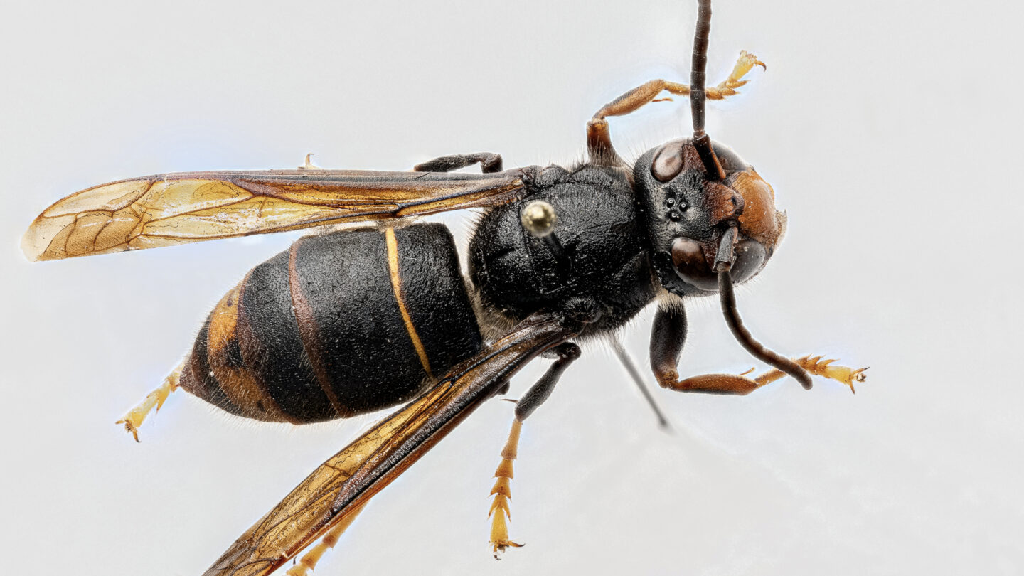 A yellow-legged hornet photographed from above. It has antenna extending from its mostly black head, predominantly black thorax and abdomen. Its legs and wings are yellow.
