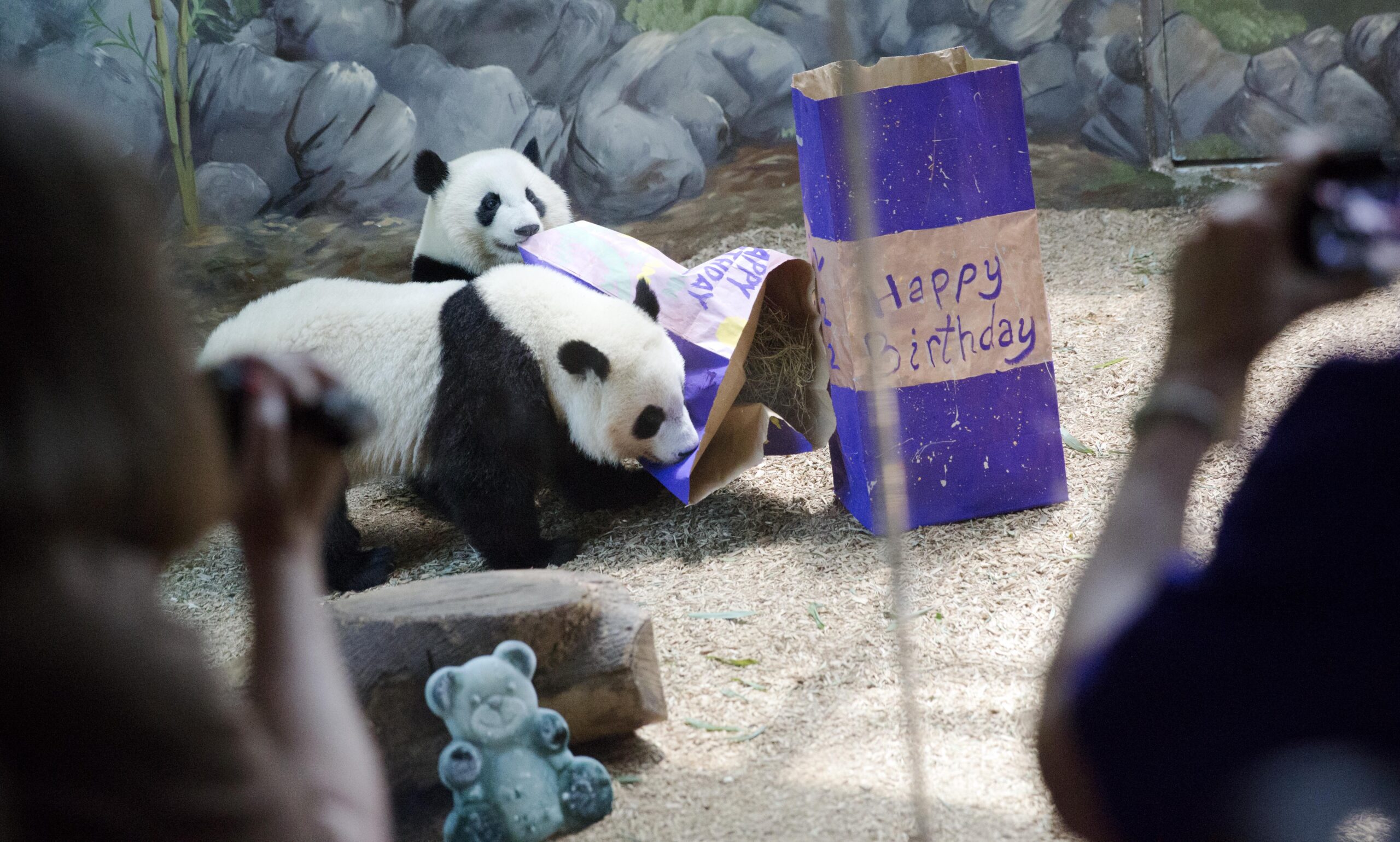 National Zoo's panda program ending after more than 50 years as