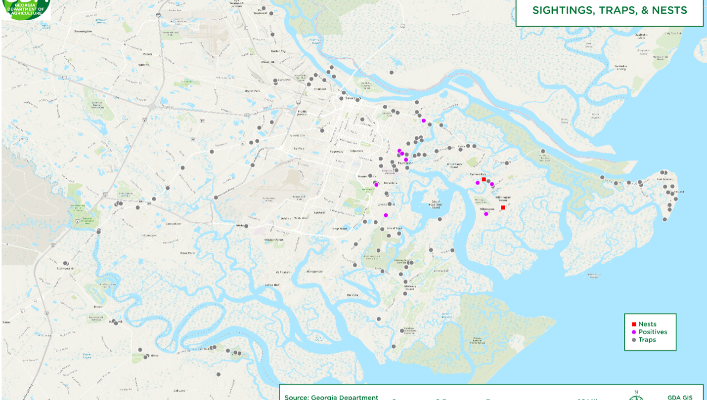 A map of the greater Savannah area highlights two red squares on Wilmington Island where nests were identified. Purple dots around the island indicate the location of positively identified yellow-legged hornets, while grey dots around the metro area indicate where the state has placed traps.