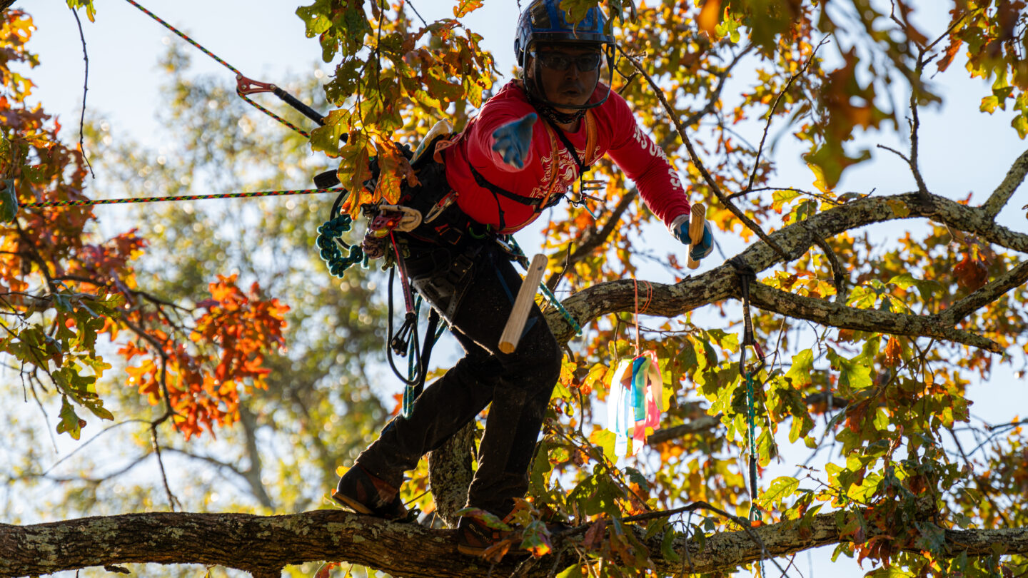 An arborist stands, knees bent, atop a tree limb tossing a wooden block down to the ground.