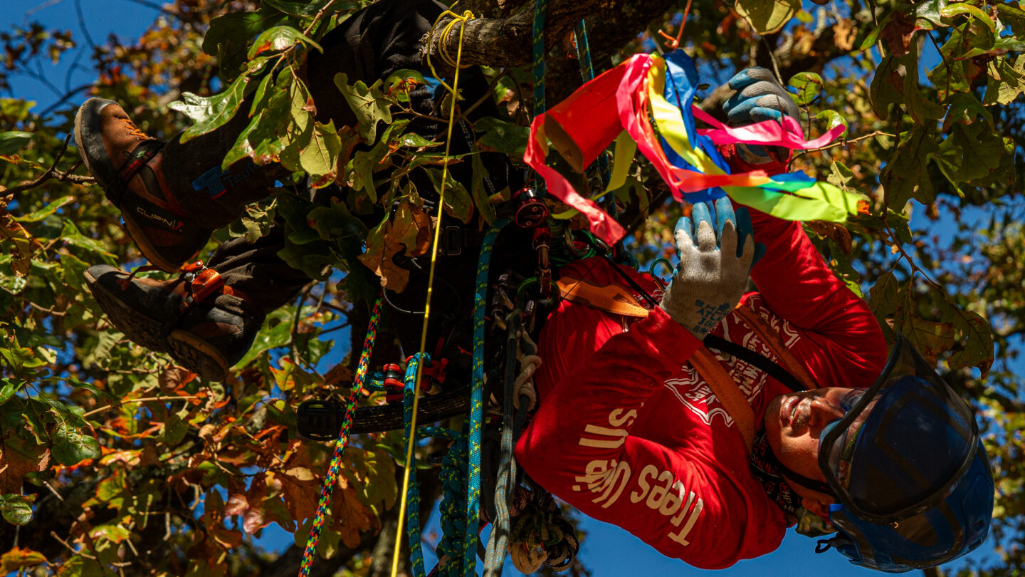 An arborist wearing a helmet, glasses leans out on a branch toward a cow bell covered in colorful ribbons.