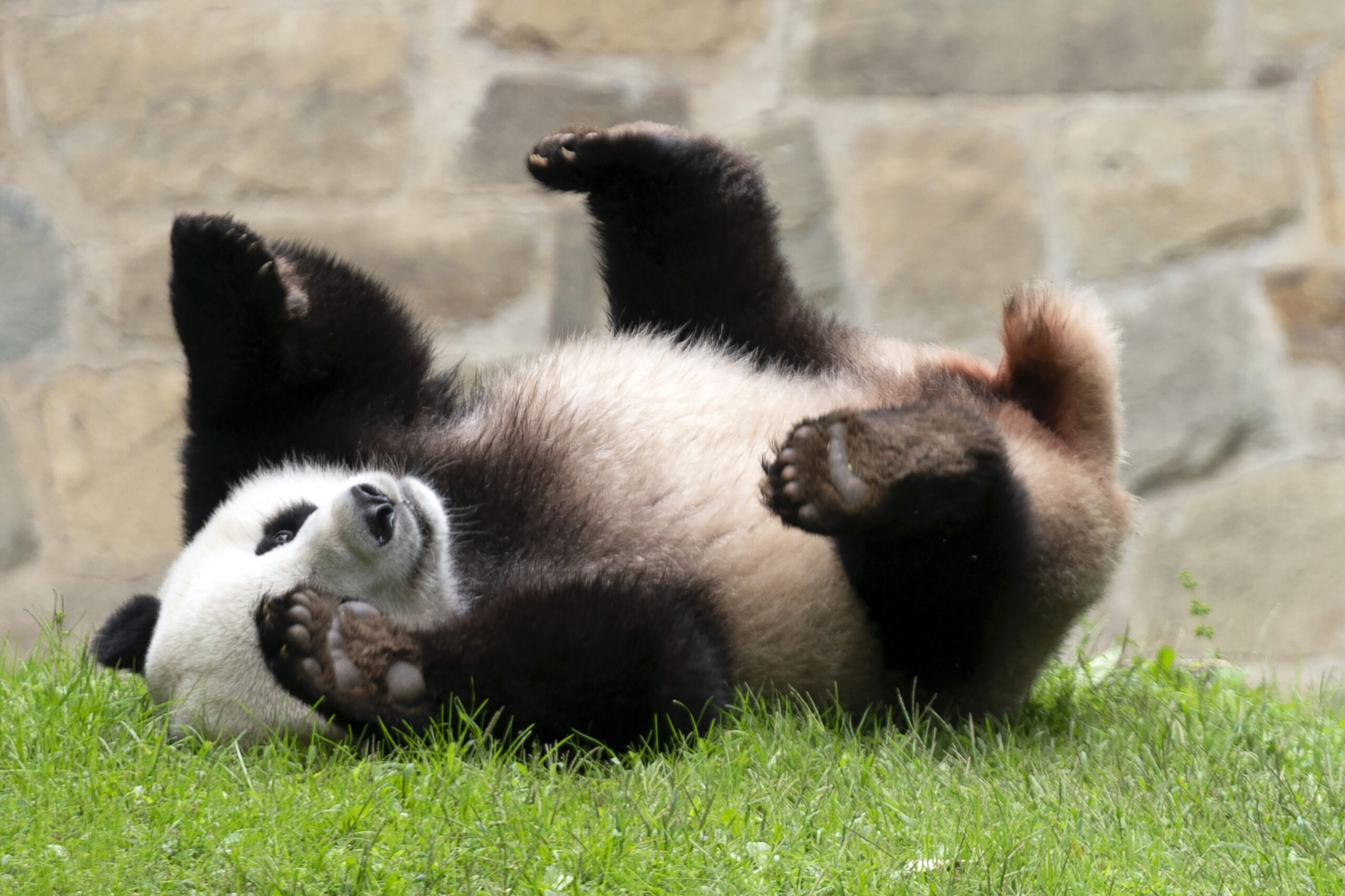 China removes giant pandas from endangered species list