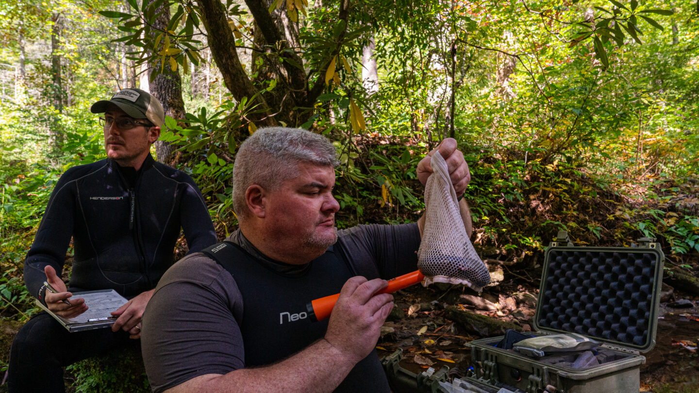A DNR wildlife biologist holds a hellbender in a mesh bag. In one hand, he has an orange tube-shaped device that scans for metal that could be inside the salamander. Another biologist kneels behind him with a pen and clipboard.