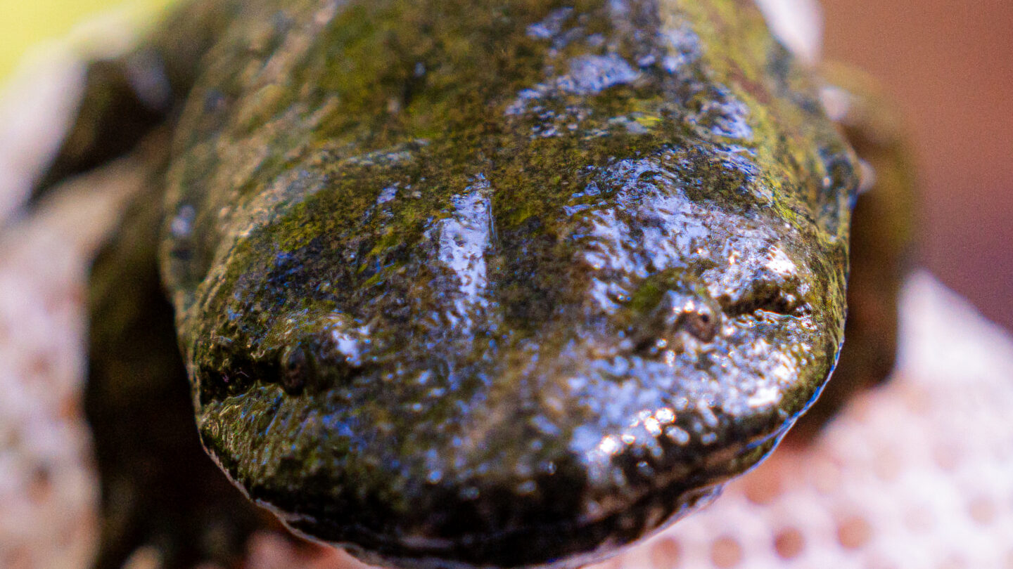 A close-up photo of a hellbender's face and little eyes.