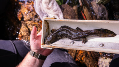 A hellbender lays in a halved-white plastic tube with a ruler installed on the side to measure its length. The salamander glistens in the sun, a dark, splotchy brown color like a wet leaf in a river.