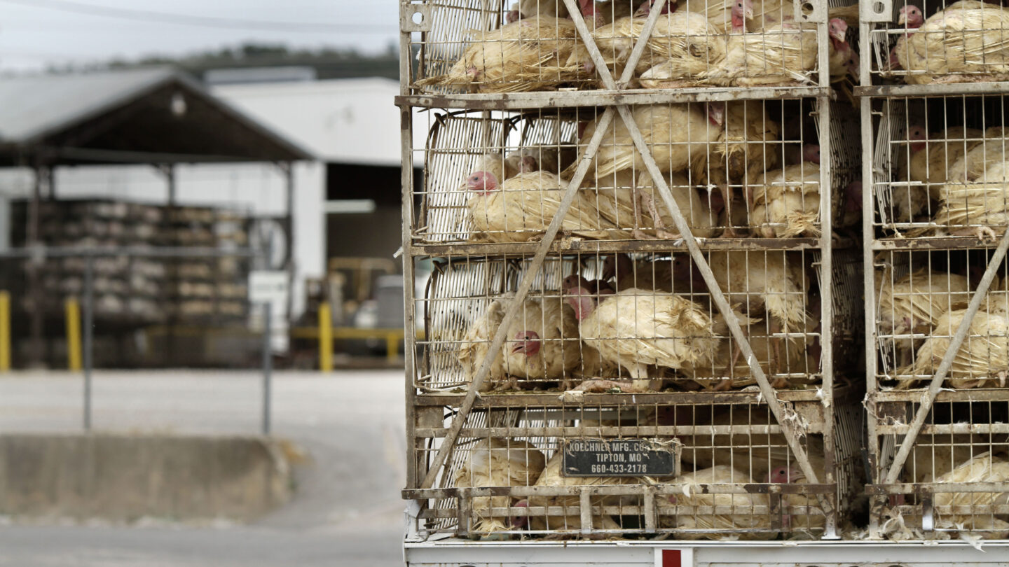 U.S. agency concludes chemical leak that killed 6 poultry