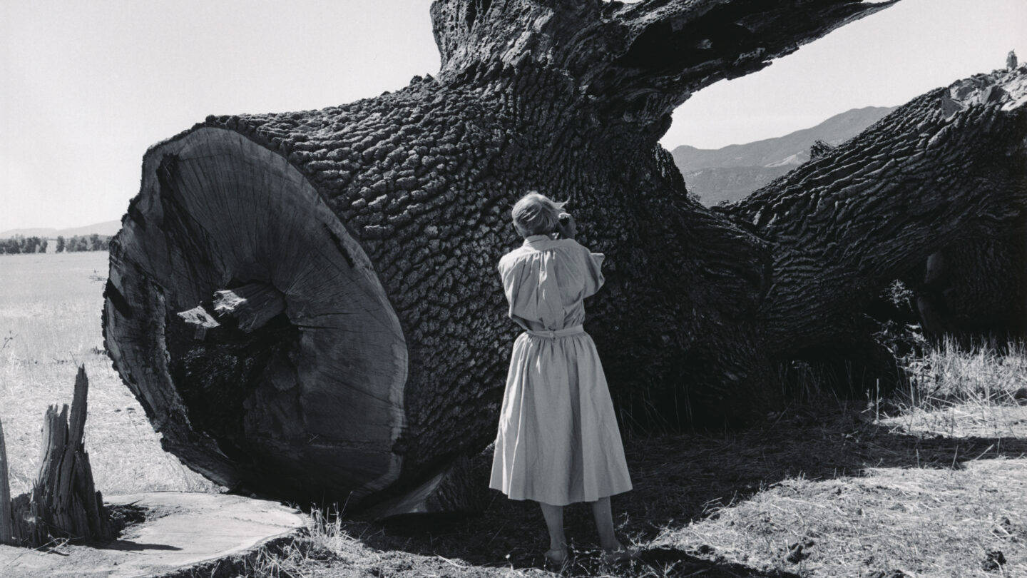 Image of Dorothea Lange with Tree