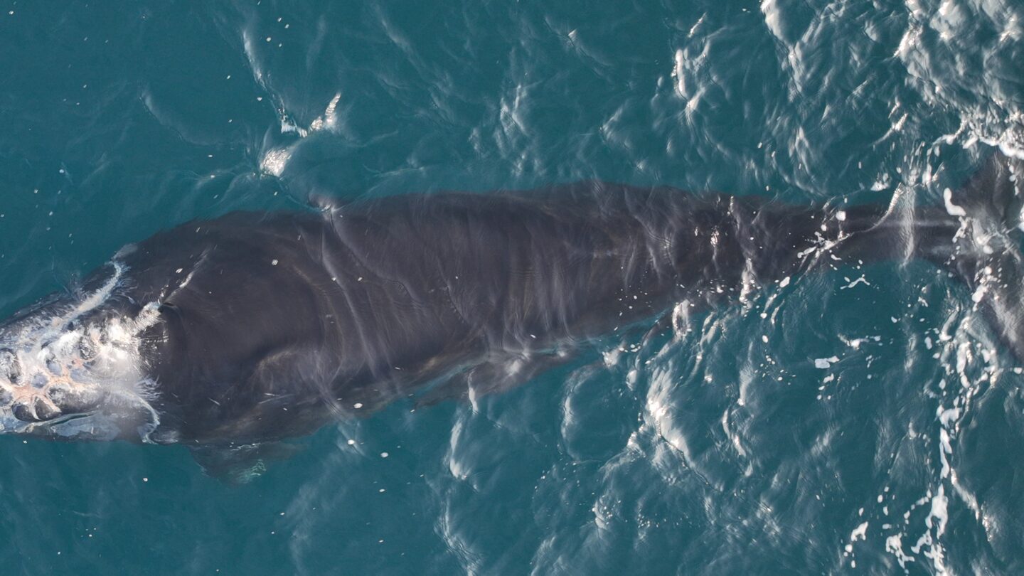 a right whale calf near the surface of the water with healing injuries to its head