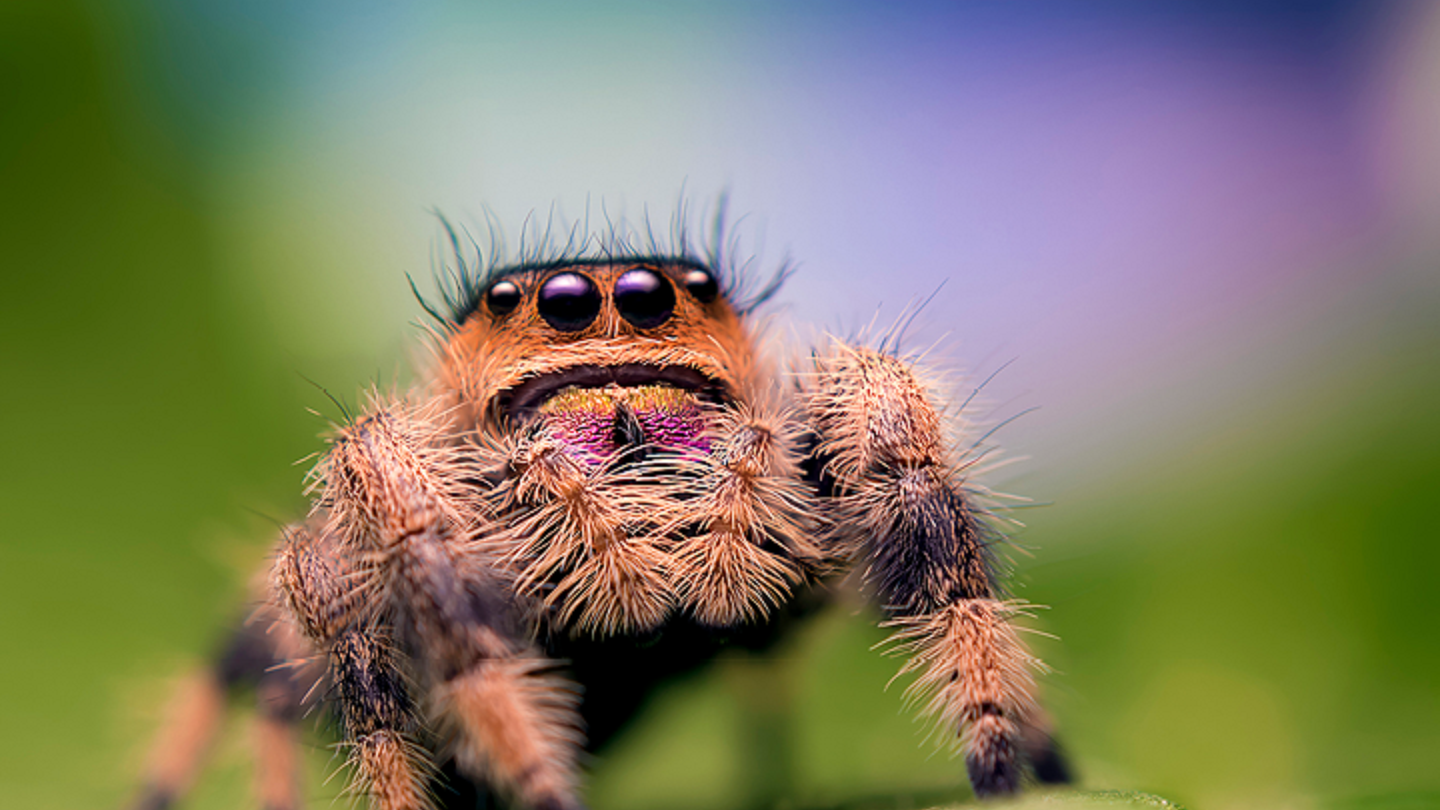 Photo of a spider