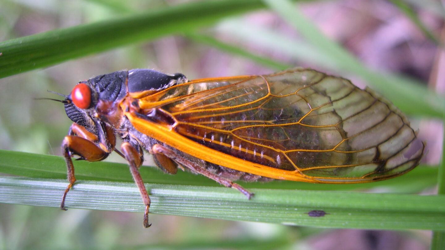 A periodical cicada perched on a plant. It has a big, red eye and transparent wings rimmed with orange.