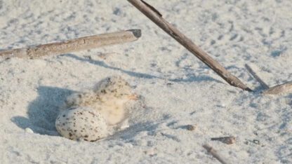 Georgia beaches beckon nesting shorebirds and seabirds. Human beachgoers and their dogs are a significant threat.