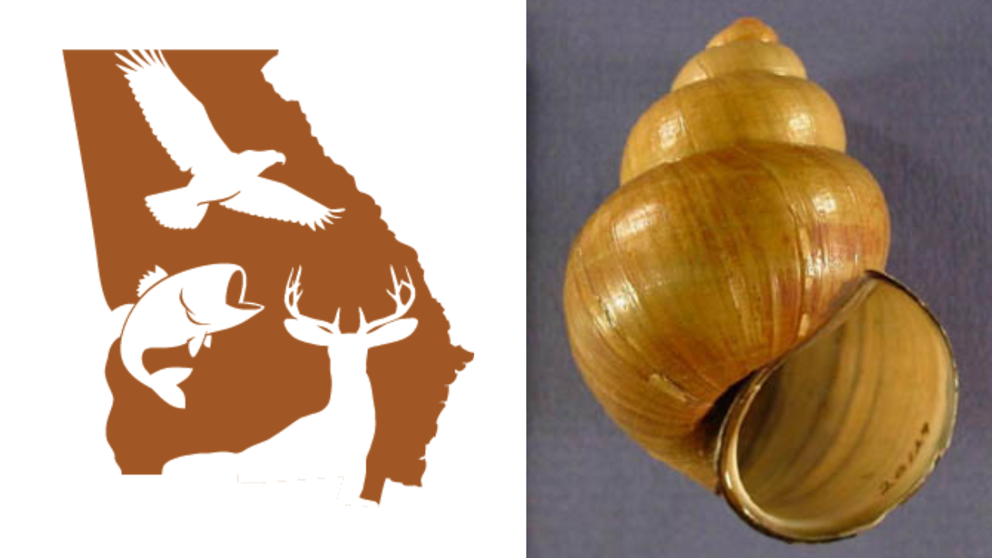 Invasive snail species found in multiple bodies of water in WABE