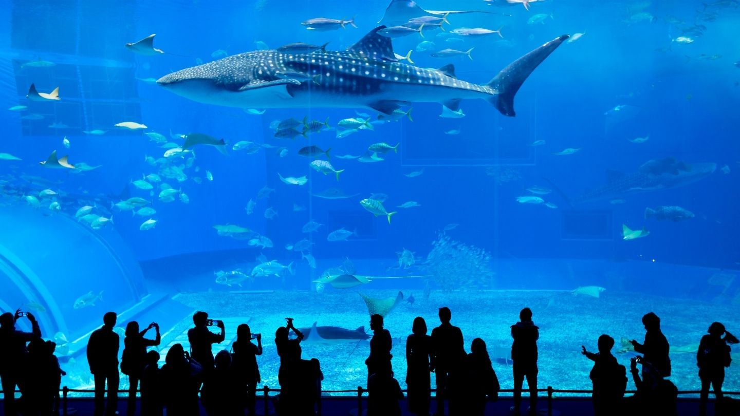 aquarium