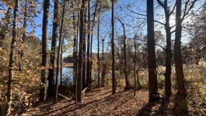 Trees and a footpath next to a body of water