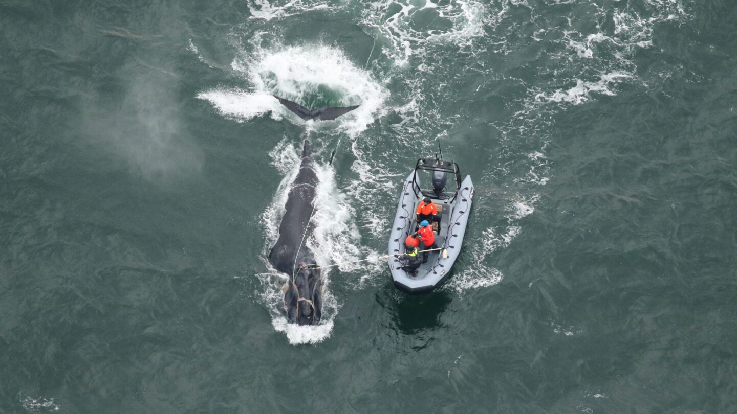 A whale and a boat in the ocean