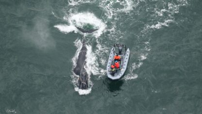 A whale and a boat in the ocean