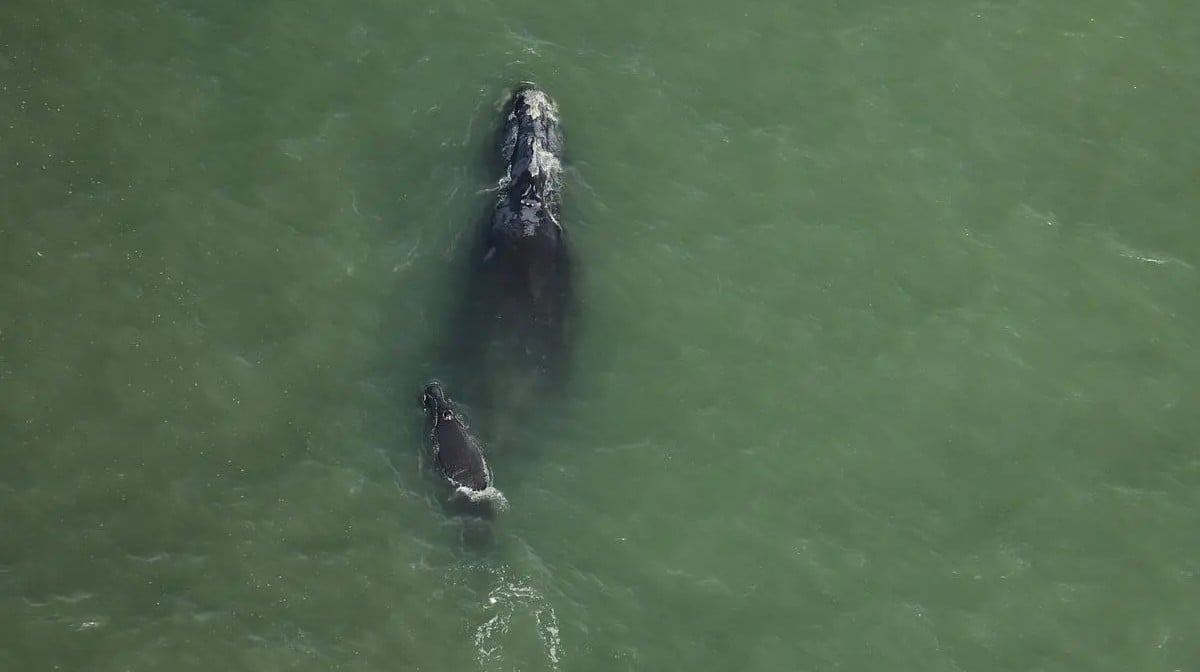 Two newborn right whales spotted off Georgia, North Carolina coast as calving season begins
