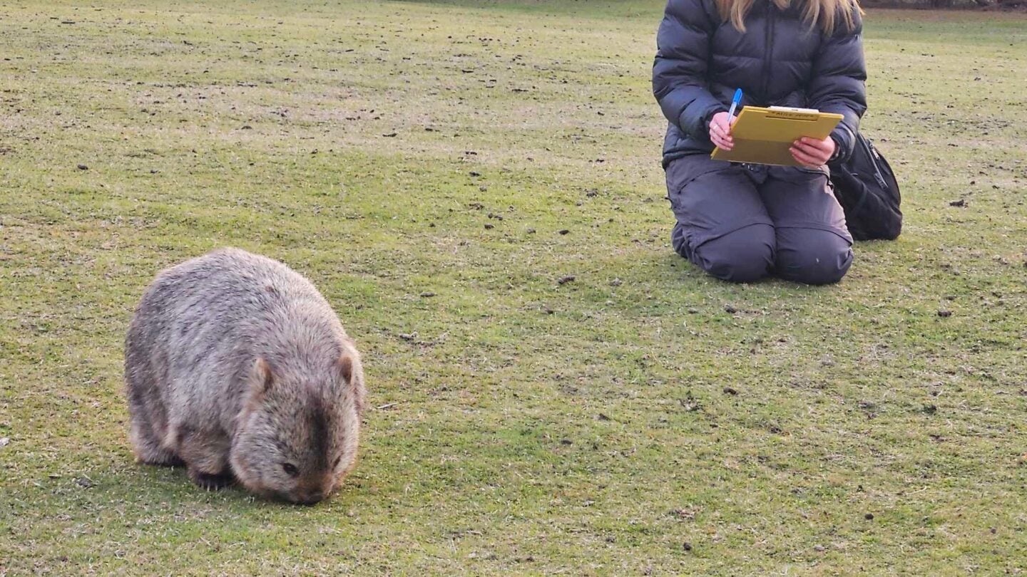 New UGA study finds square-shaped poop might help wombats communicate