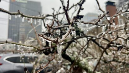 Ice forms on a tree in a residential neighborhood with a large building in the background