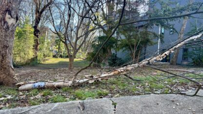 A fallen tree lies on the ground in a city park on a sunny day