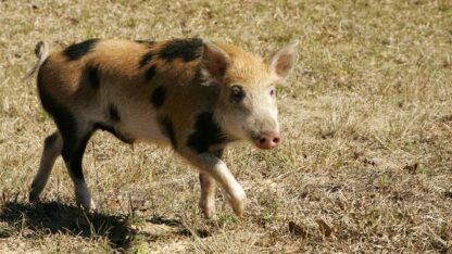 A light brown wild hog with black spots runs across a field in Florida