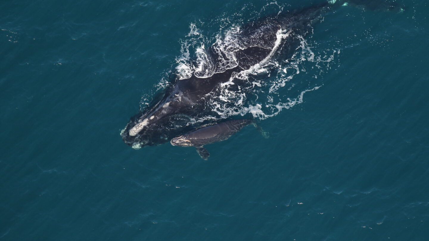 a north atlantic right whale swims in the ocean, barely breaching the surface