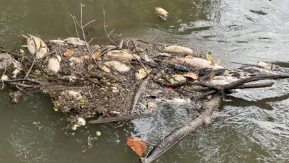 Several fish belly-up, deceased, in a floating mass of pine straw, sticks, litter and debris in the Chattahoochee River.