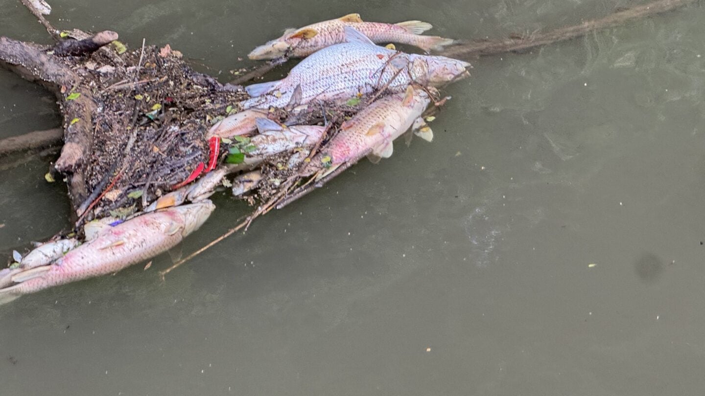 A few fish corpses stuck on a branch floating in the Chattahoochee River.
