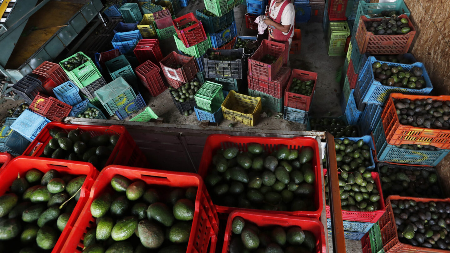 avocado ban mexico us