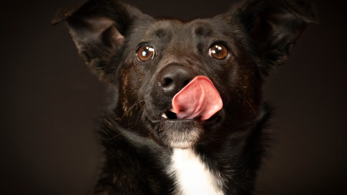 jersey pike county animal shelter