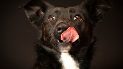 jersey pike county animal shelter