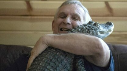 An emotional support alligator named Wally is missing in Georgia, where his owner says he was kidnapped, recovered and released into a swamp.